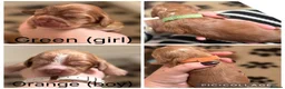 Cocker Spaniel dogs for sale: Stunning Show-Type Cocker Spaniel Puppies - Advert 13