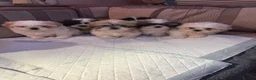 Shih Tzu dogs for sale: Shih Tzu pups - Advert 6