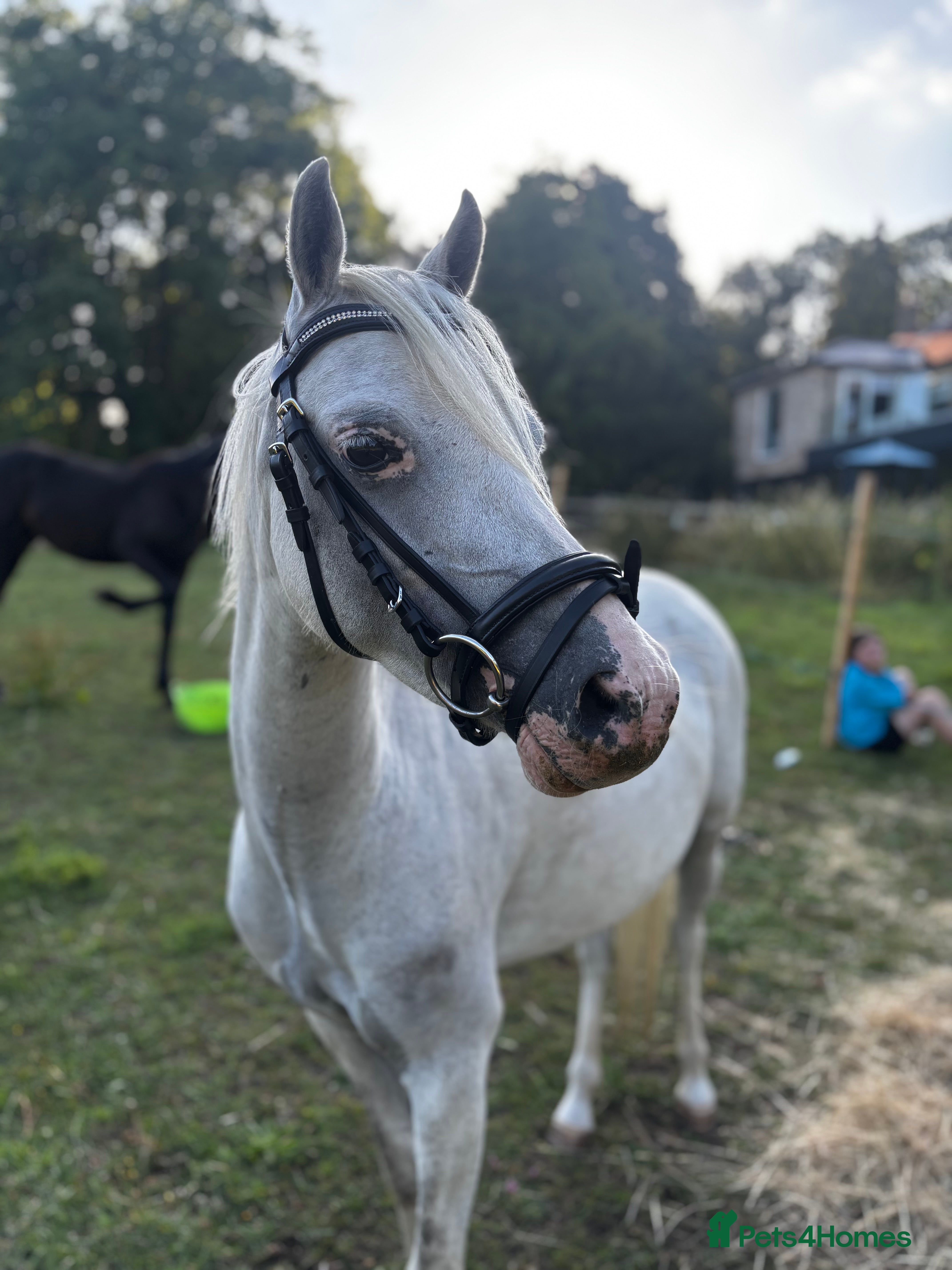 Welsh Section B horses 12.2 rising 6yo welsh sec b  - Advert 1