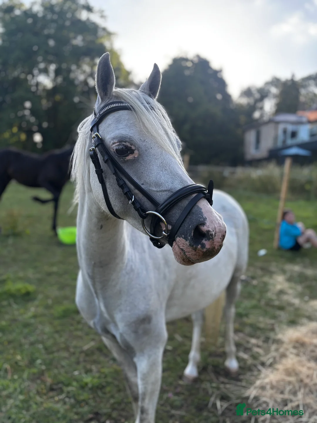 Welsh Section B horses for sale: 12.2 rising 6yo welsh sec b  - Advert 1