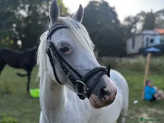 Welsh Section B horses 12.2 rising 6yo welsh sec b - Advert 1