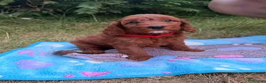 Cockapoo 3