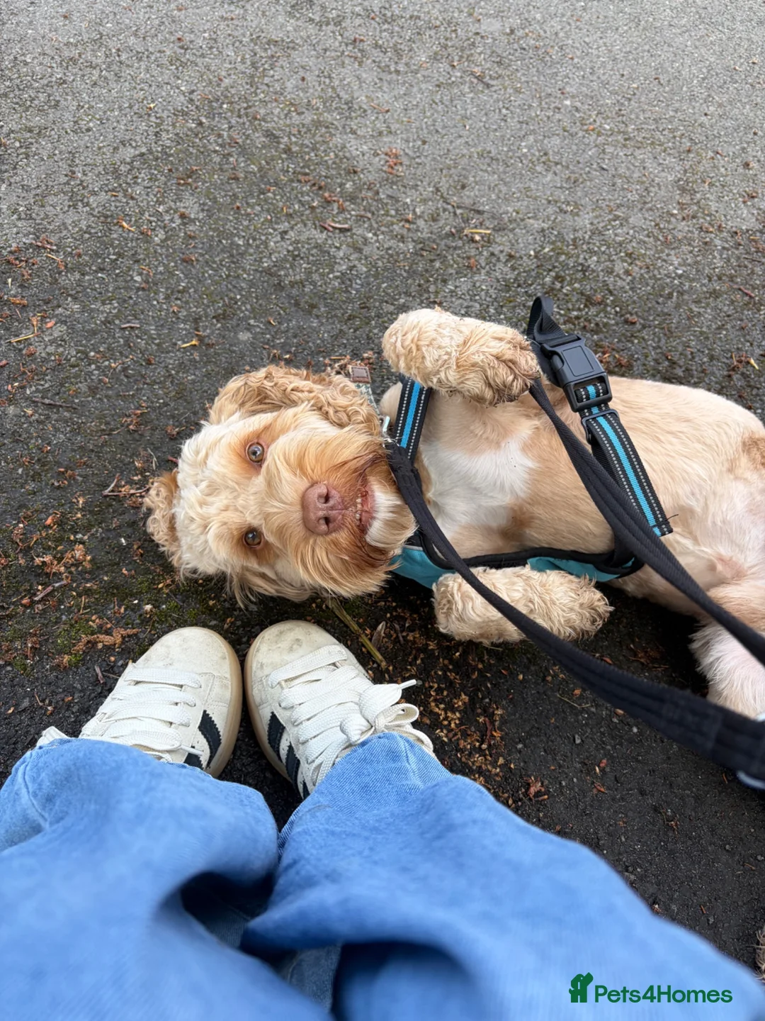 Cockapoo dogs for sale: Meet Hugo, 2 year old male Cockapoo 🐾 - Advert 7