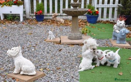 West Highland Terrier dogs for sale: Gorgeous West Highland Terrier Puppies - Image 18