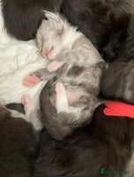 Maine Coon cats - Advert 6