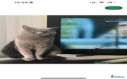 British Shorthair cats for sale: She is Bella  - Image 4