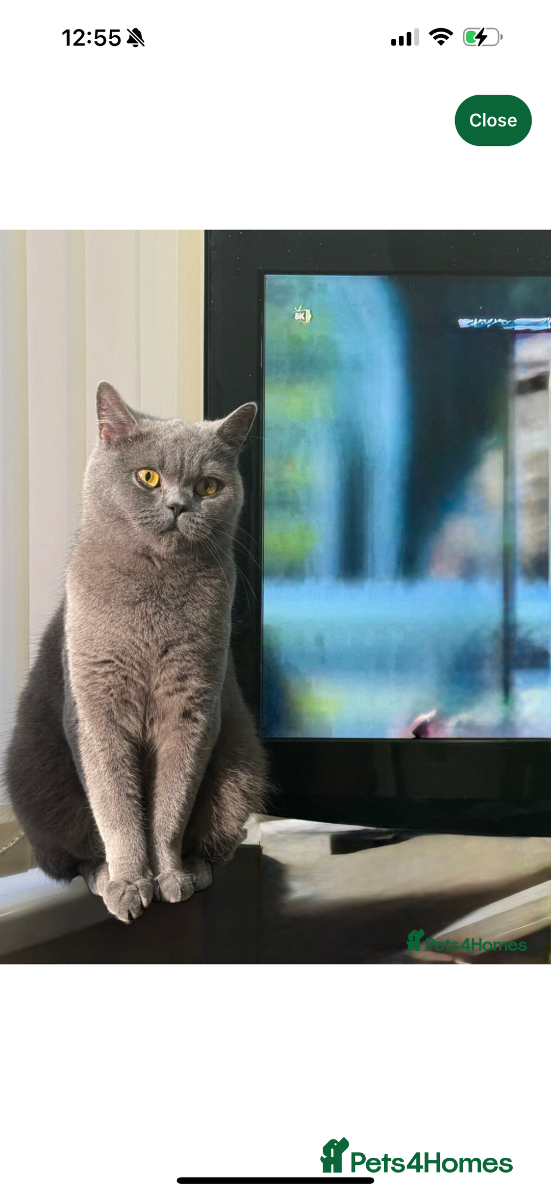 British Shorthair cats for sale: She is Bella  - Image 4