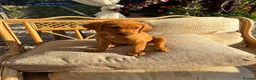 Labrador Retriever dogs for sale: working line Labrador retriever  - Advert 5