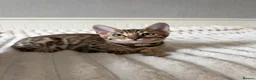 Bengal cats for sale: 🐆 Adorable pedigree Bengal kittens 🐆 - Advert 16