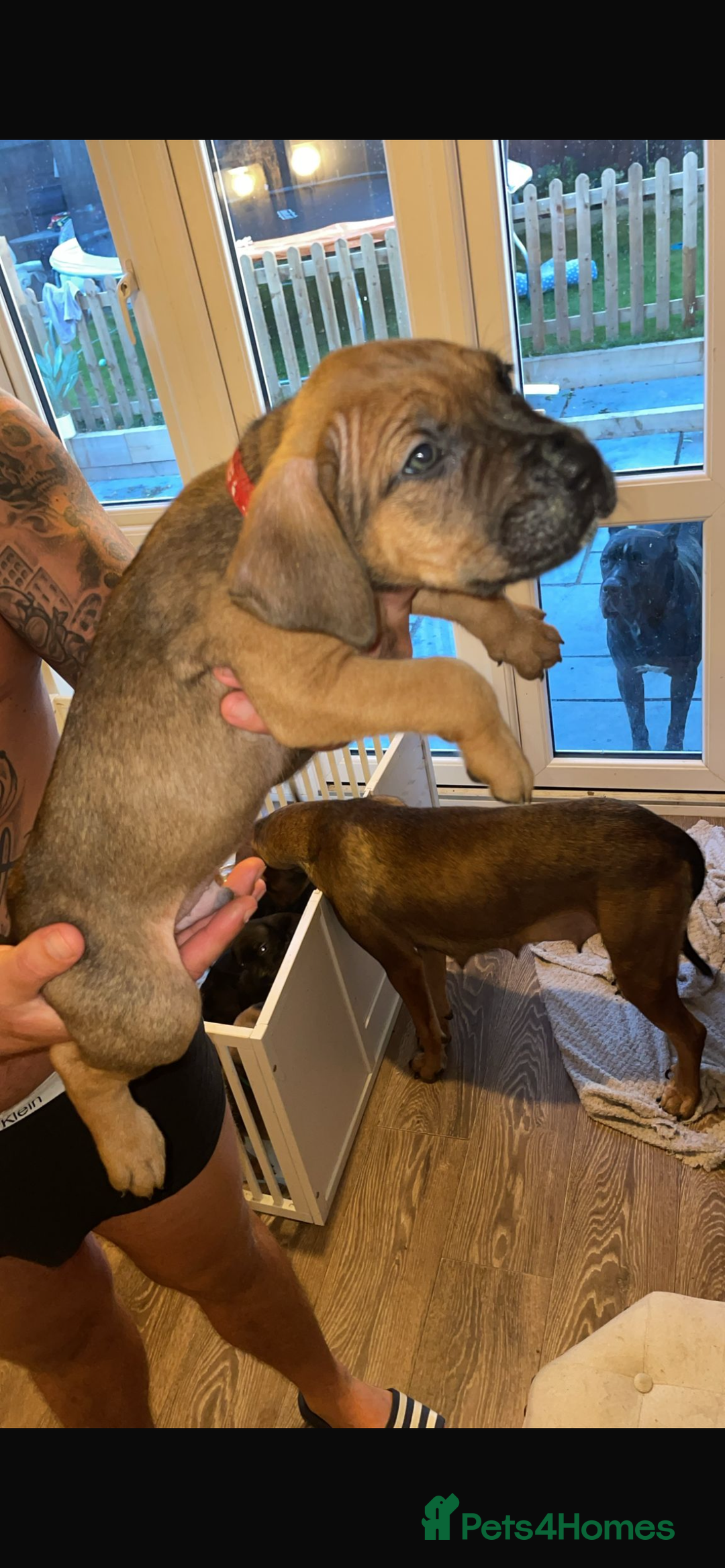 Cane Corso dogs for sale: 9 beautiful cane corso pups for sale - Image 3
