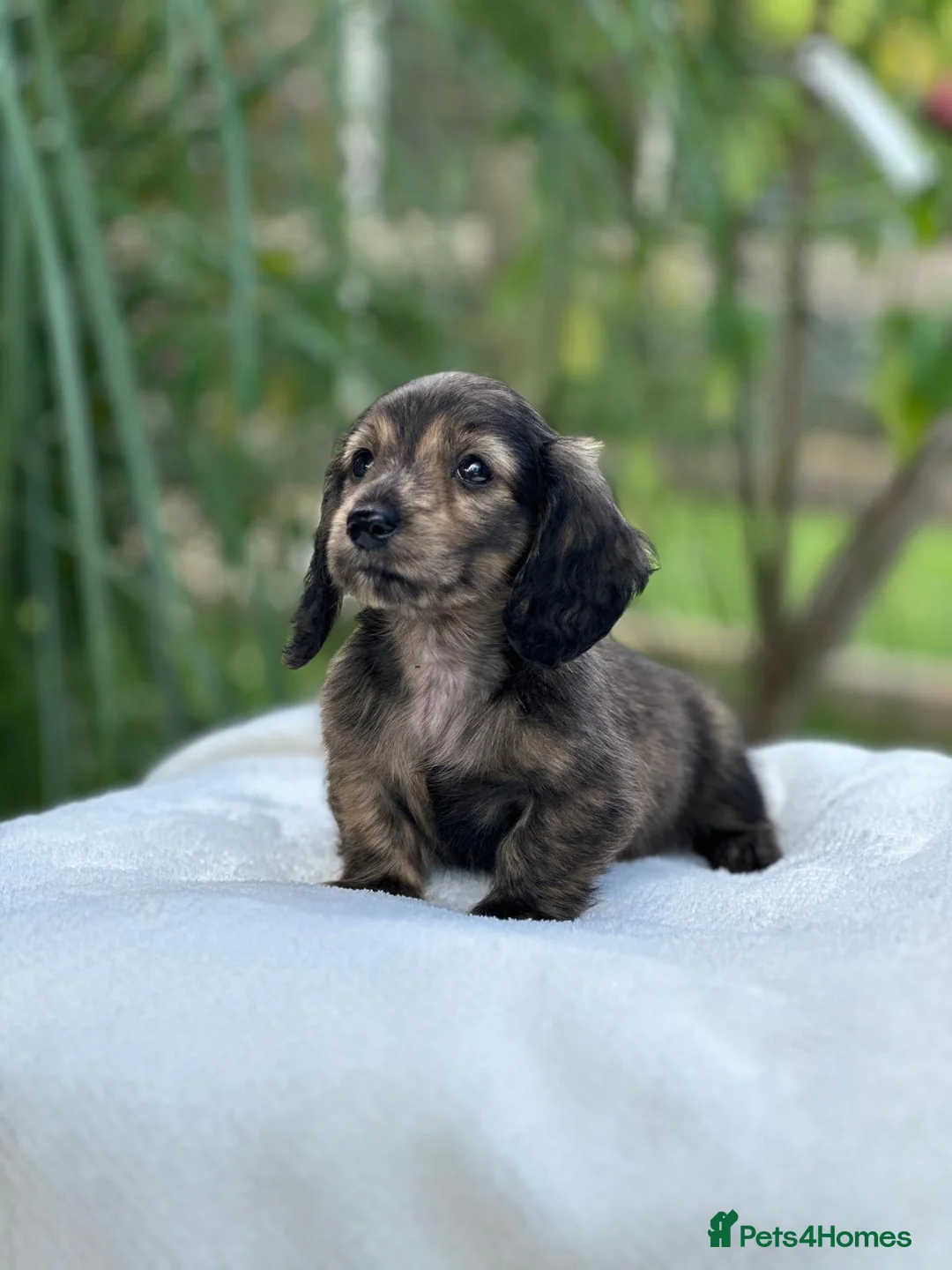 Miniature Dachshund dogs for sale: KC mini longhaired brindle dachshunds  - Advert 5