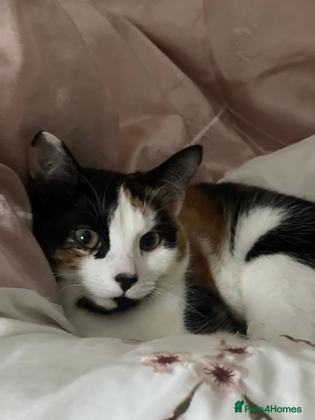 Domestic Shorthair cats for sale: Adorable Russian Blue Boy & 5 Months Female - Advert 24