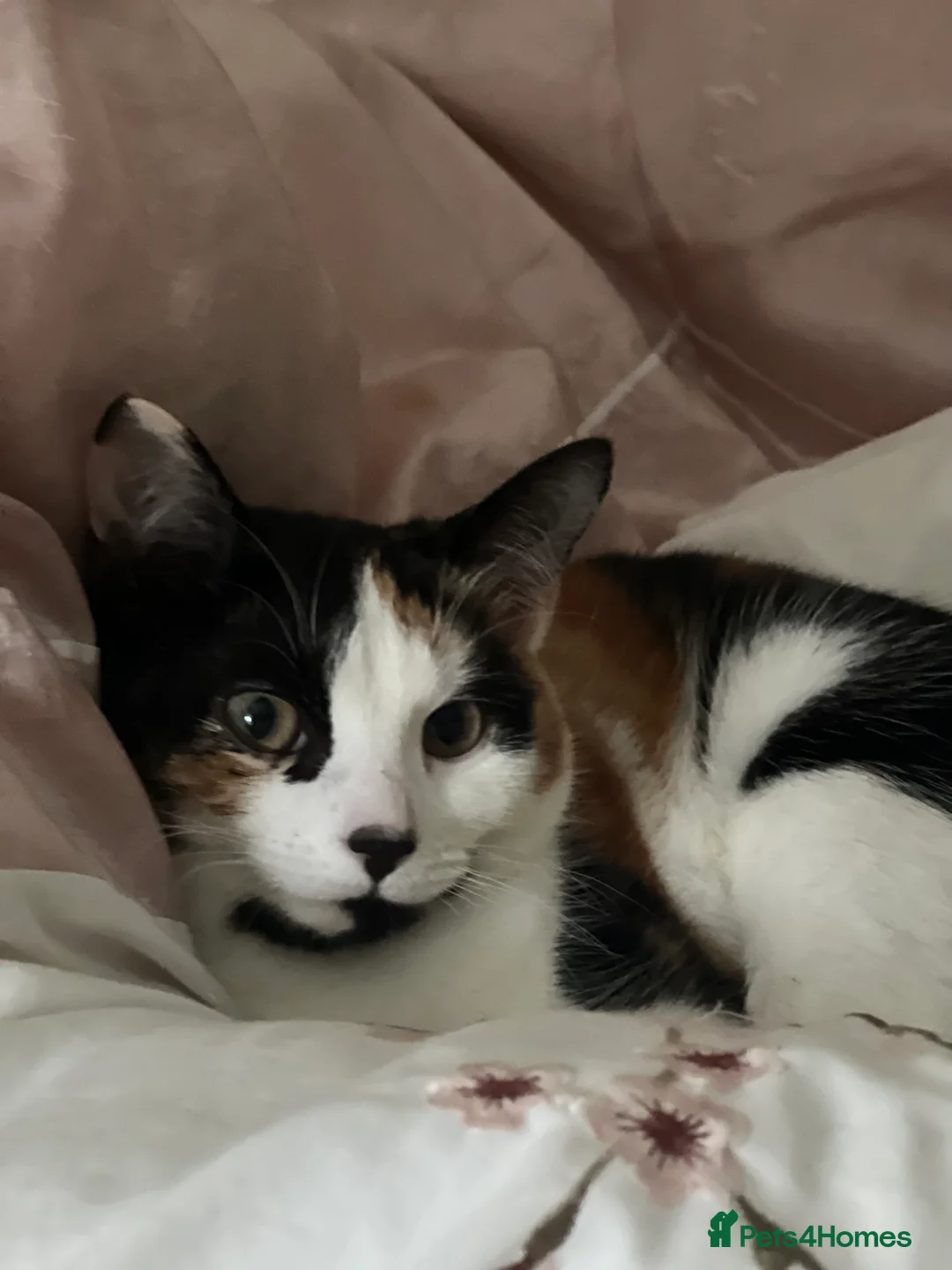 Domestic Shorthair cats for sale: Adorable Russian Blue & Domestic Shorthair - Advert 24