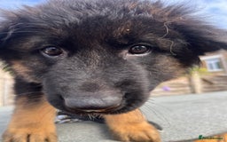 German Shepherd dogs for sale: Geman shepherd puppy  - Image 4