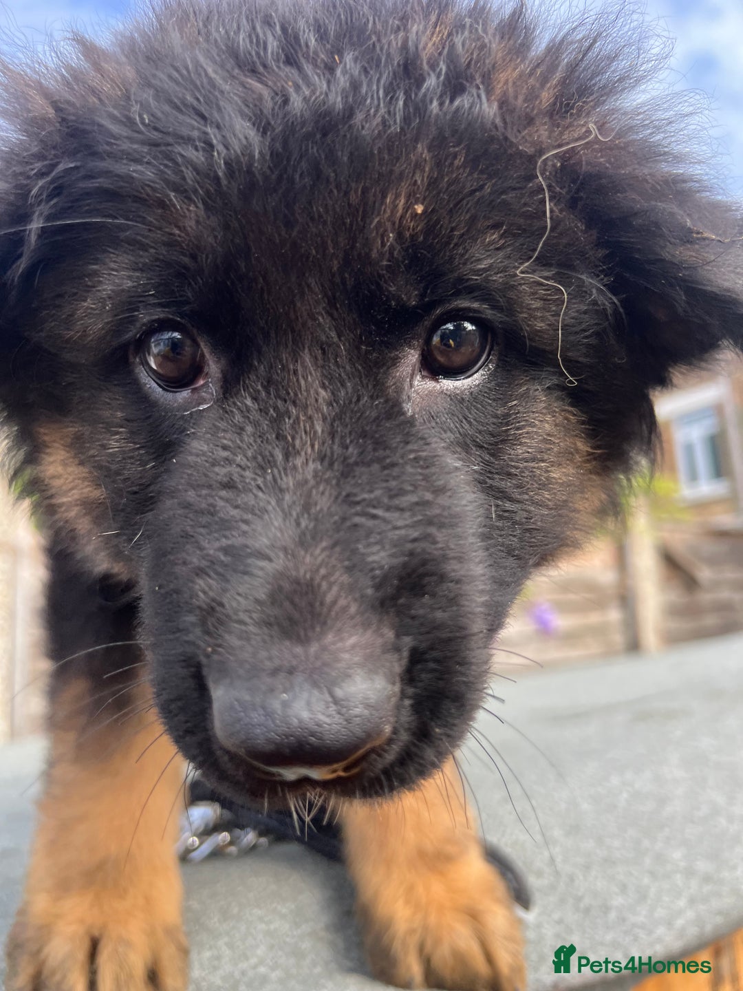 German Shepherd dogs for sale: Geman shepherd puppy  - Image 4