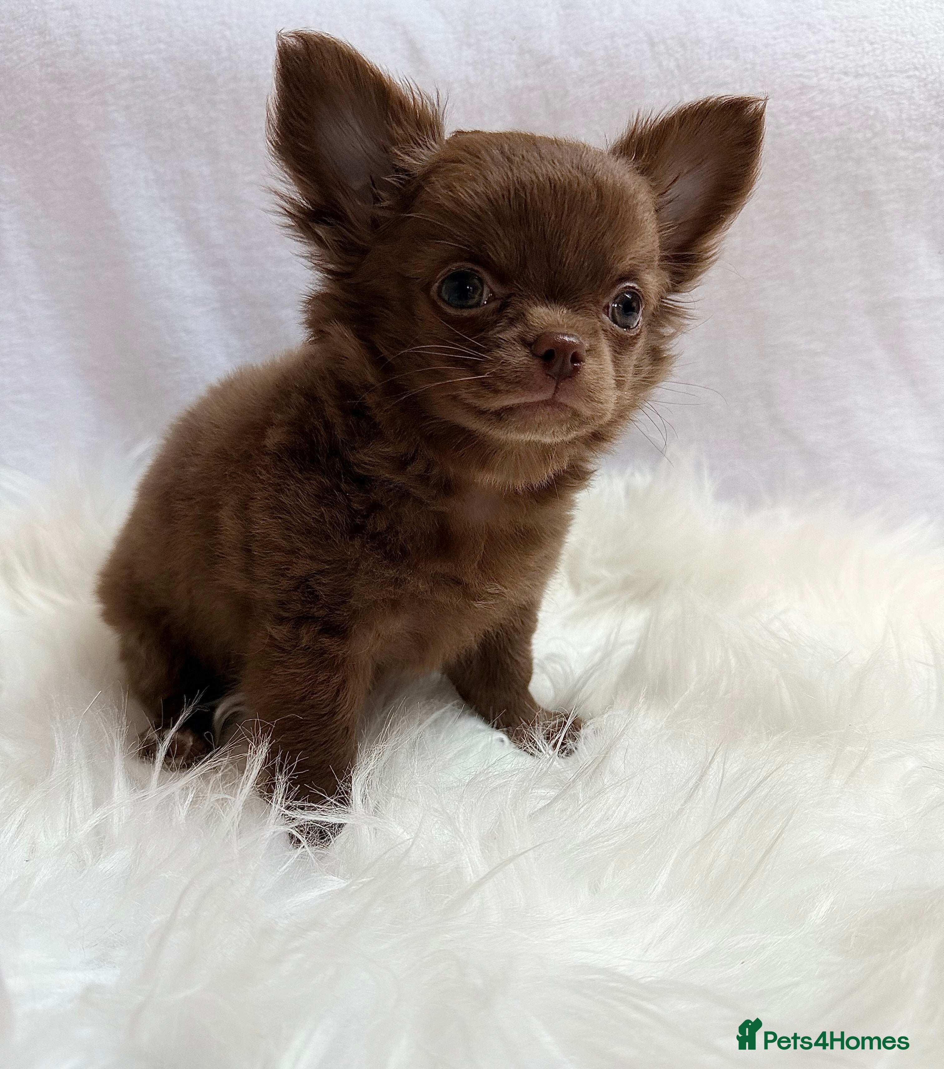 Chihuahua dogs Chihuahua puppies girls  - Advert 16