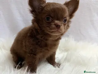 Chihuahua dogs Chihuahua puppies girls - Advert 16