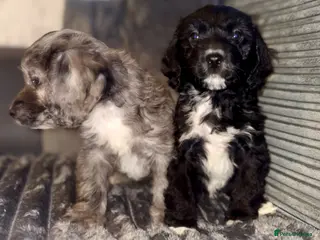 Cockapoo dogs Beautiful cockapoo F1 puppies - Advert 3
