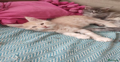Maine Coon cats - Advert 5