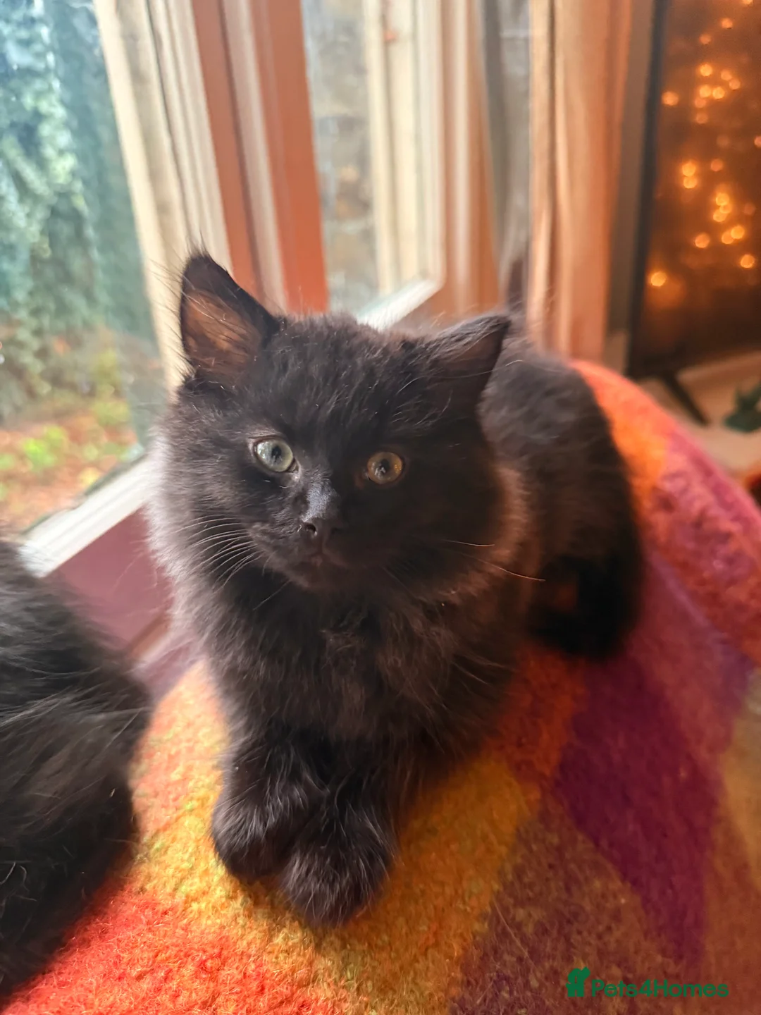 Ragdoll cats for sale: Adorable Ragdoll/ Maine Coon Mix for Forever Homes - Advert 5