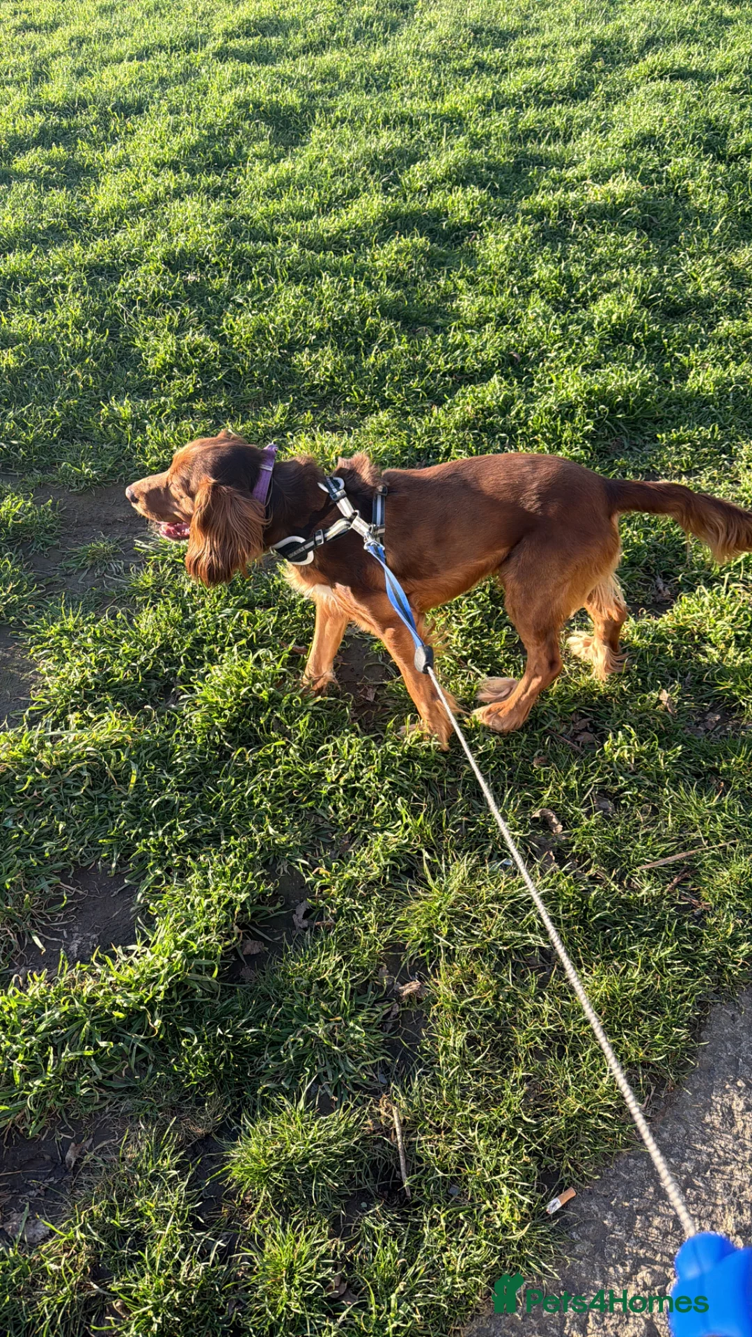 English Springer Spaniel dogs for sale: Buddy in London - Advert 1