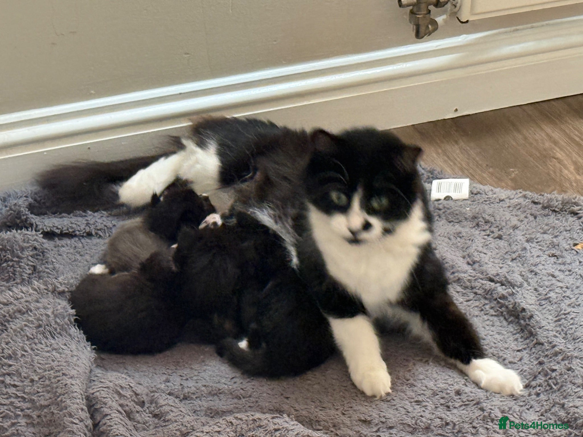 British Shorthair cats A litter of four beautiful kittens.  - Advert 8