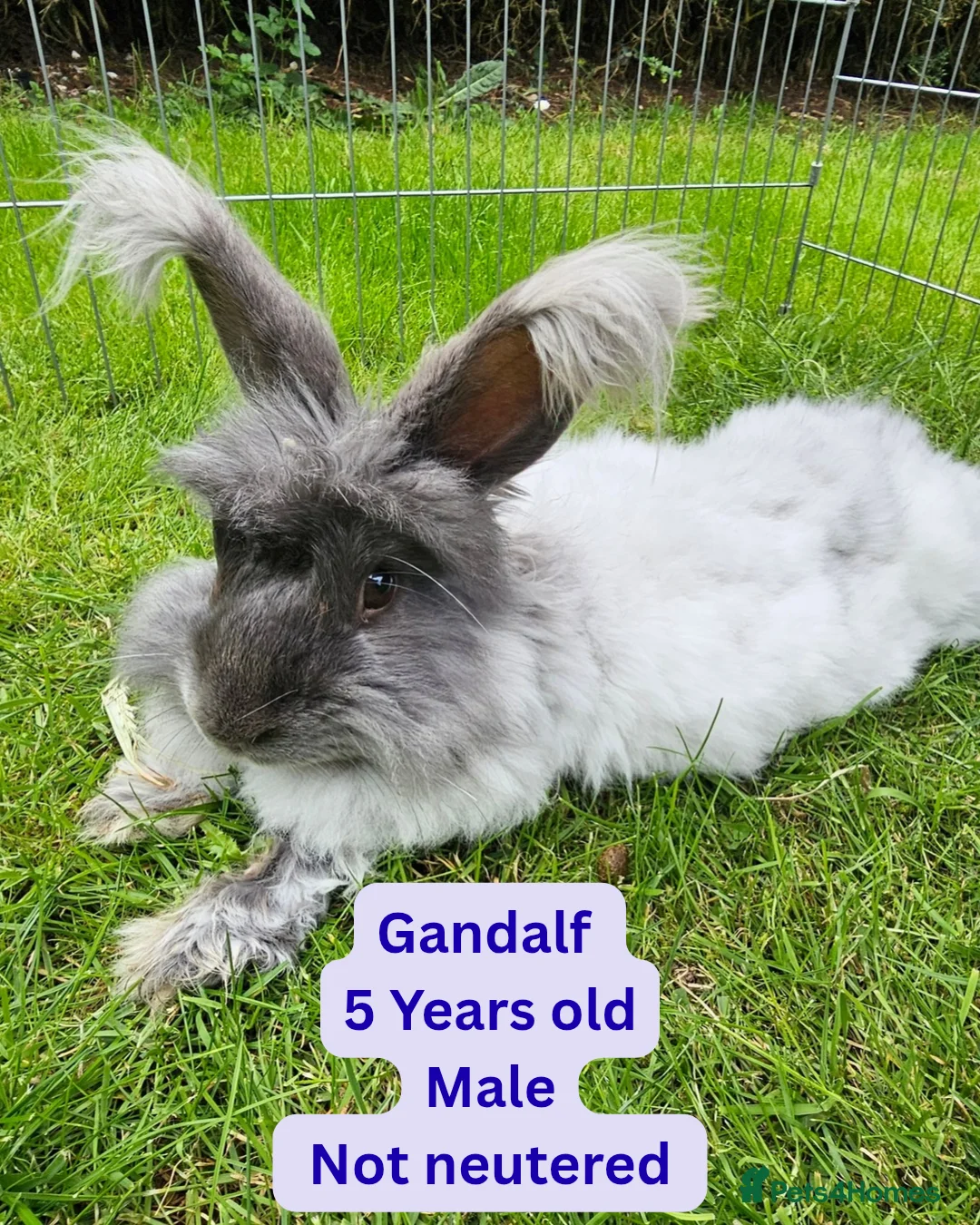 Mini Lop rabbits for sale: Beautiful pedigree Mini Lops  - Advert 4