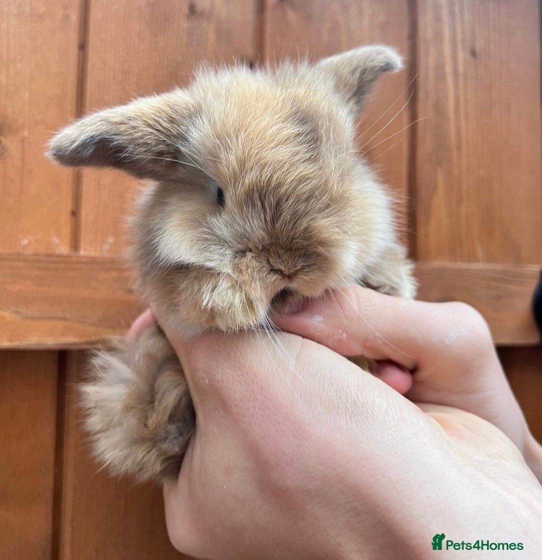 Mini Lop rabbits for sale: Bunny for sale  - Advert 3