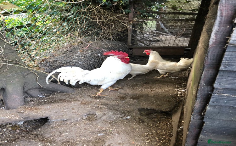 Chickens poultry - Advert 1