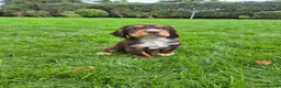 Cocker Spaniel dogs for sale: Kc working cockers health tested parents  - Advert 5
