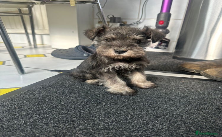 Miniature Schnauzer dogs - Advert 2