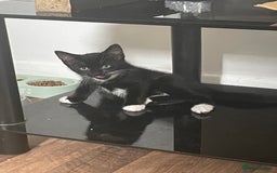 American Shorthair cats for sale: 3 KITTENS FOR SALE! READY TO LEAVE ASAP - Image 6
