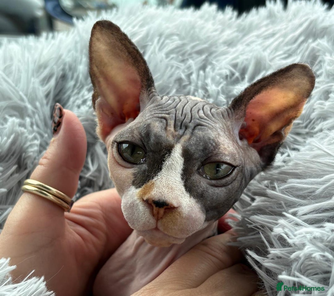 Sphynx cats for sale: Beautiful Calico kitten  - Image 3