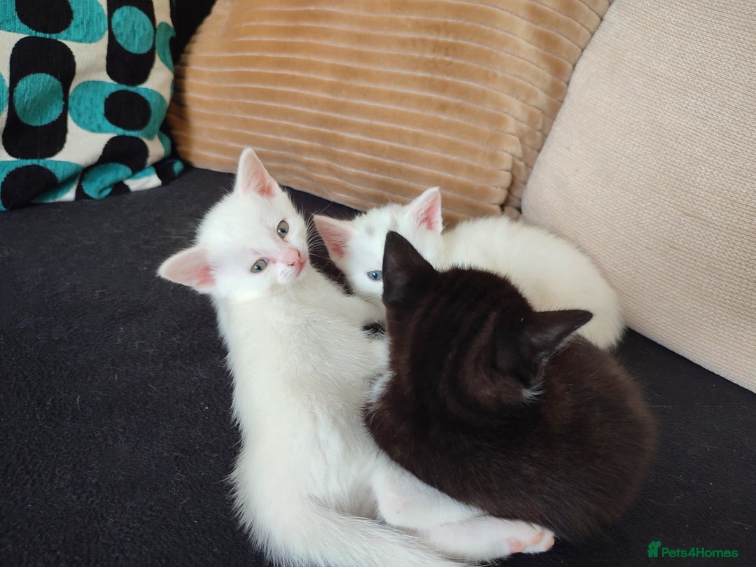 Siberian cats for sale: 4 kittens for sale - Image 2