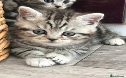 British Shorthair cats for sale: Silver Tabby also Brown Spotted Kittens - Image 1