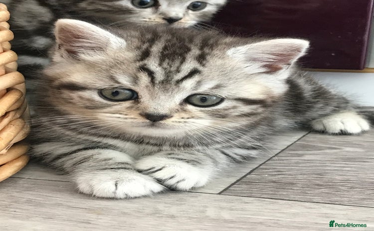 British Shorthair cats - Advert 13