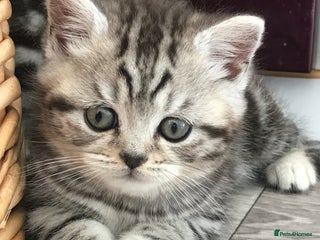British Shorthair cats - Advert 4