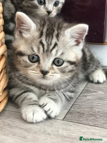 British Shorthair cats - Advert 3