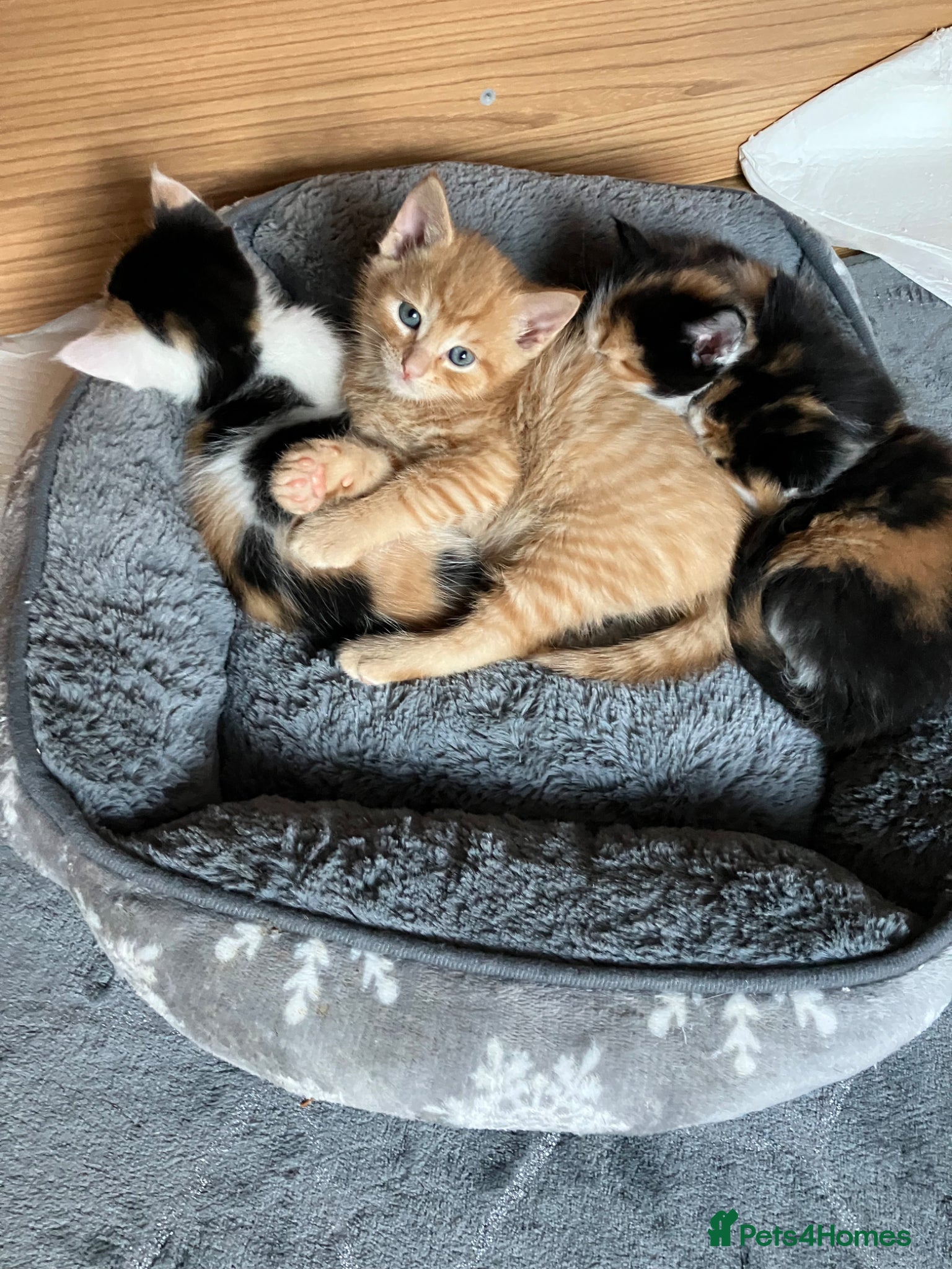 Mixed Breed cats Litter of 4 beautiful kittens  - Advert 9