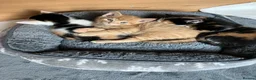 Mixed Breed cats for sale: Litter of 4 beautiful kittens  - Advert 1