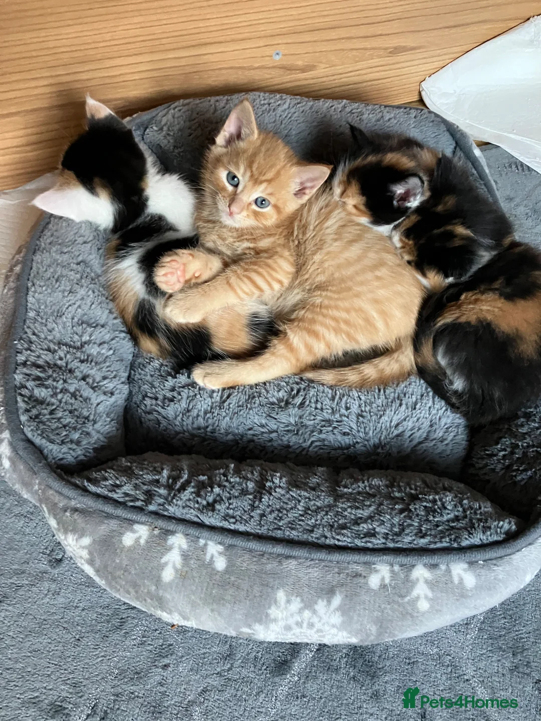Mixed Breed cats for sale: Litter of 4 beautiful kittens  - Advert 1