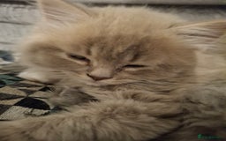 British Longhair cats for sale: 5 x beautiful BLH kittens for sale - Advert 25