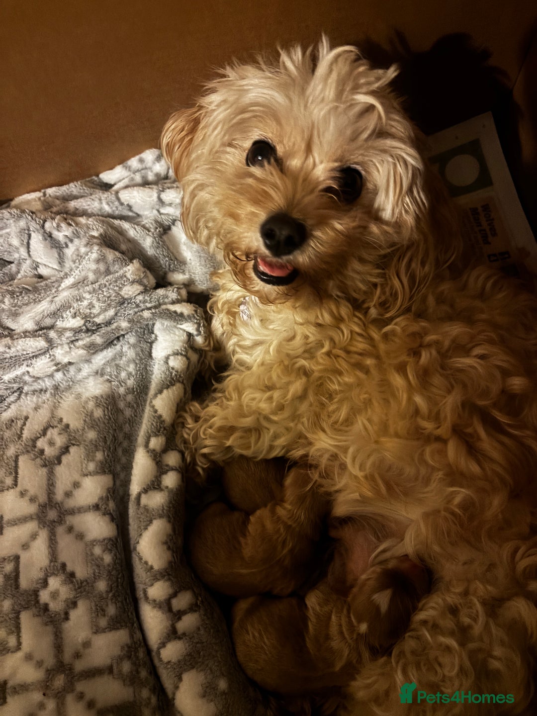 Cavachon dogs for sale: Toy Cavapoochons  - Advert 8