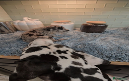 Great Dane dogs for sale: Kc & Beautiful Litter of Chunky Great Dane Puppies - Advert 1