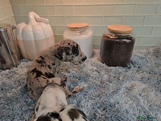 Great Dane dogs for sale: Kc & Beautiful Litter of Chunky Great Dane Puppies - Advert 1