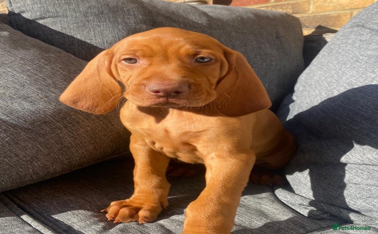 Hungarian Vizsla dogs - Advert 1
