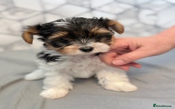 Yorkshire Terrier dogs for sale: Beautiful Yorkshire biewer terrier - Image 20