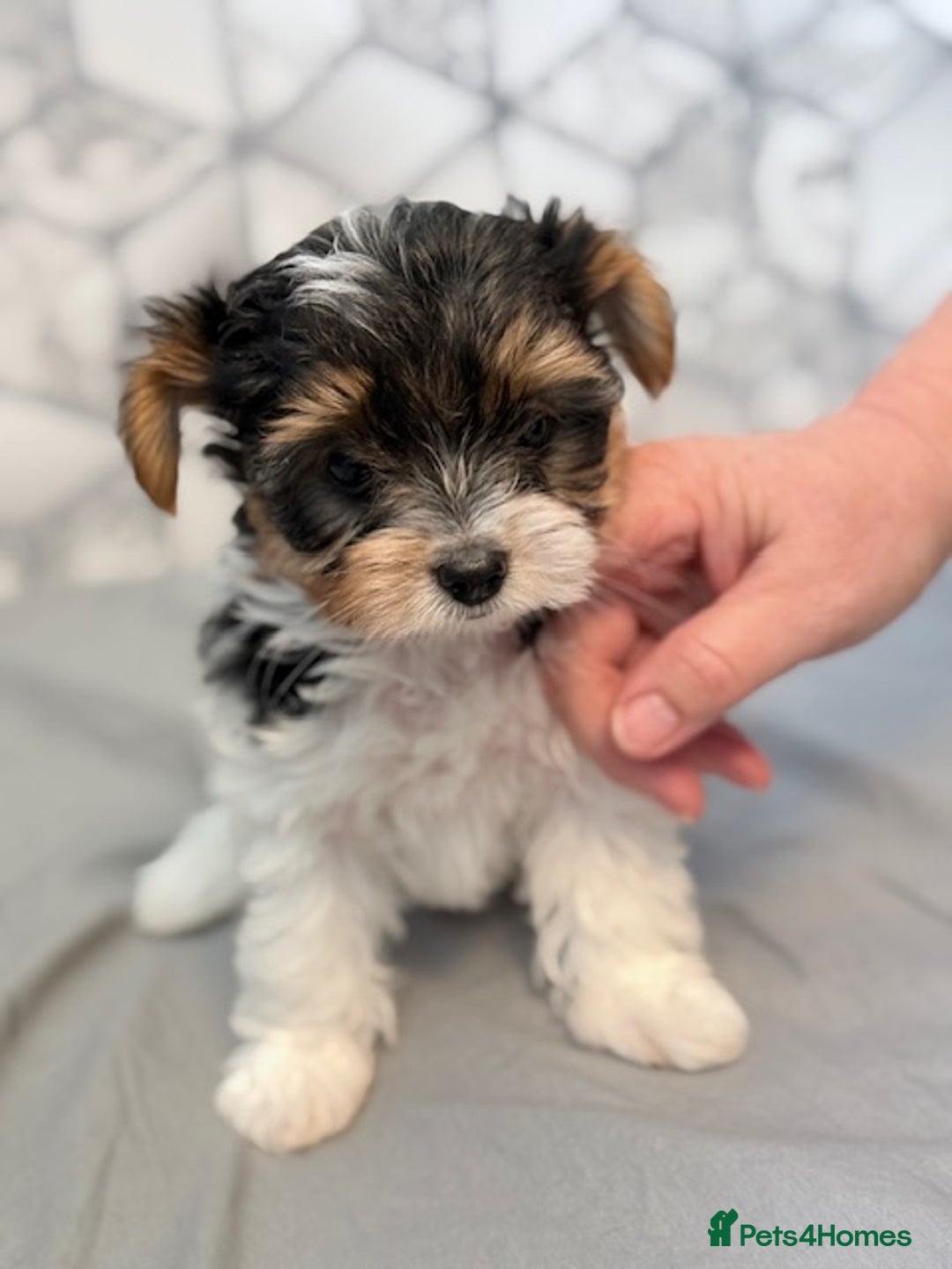 Yorkshire Terrier dogs for sale: Beautiful Yorkshire biewer terrier - Image 20