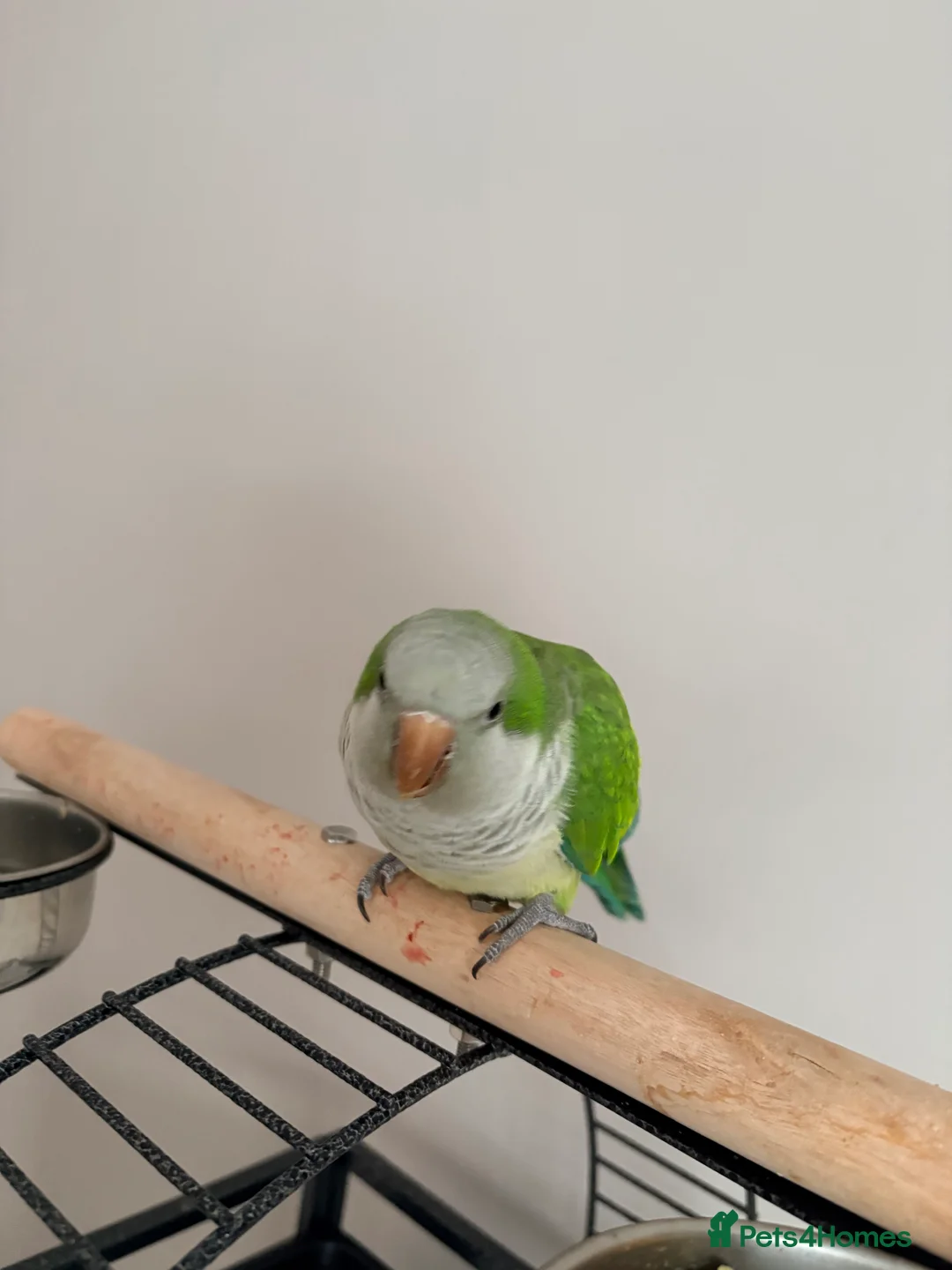 Parakeets birds for sale: Quaker Parrot - Advert 3