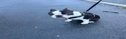 Boston Terrier dogs for sale: Little man looking for a new home 🏡 - Advert 4